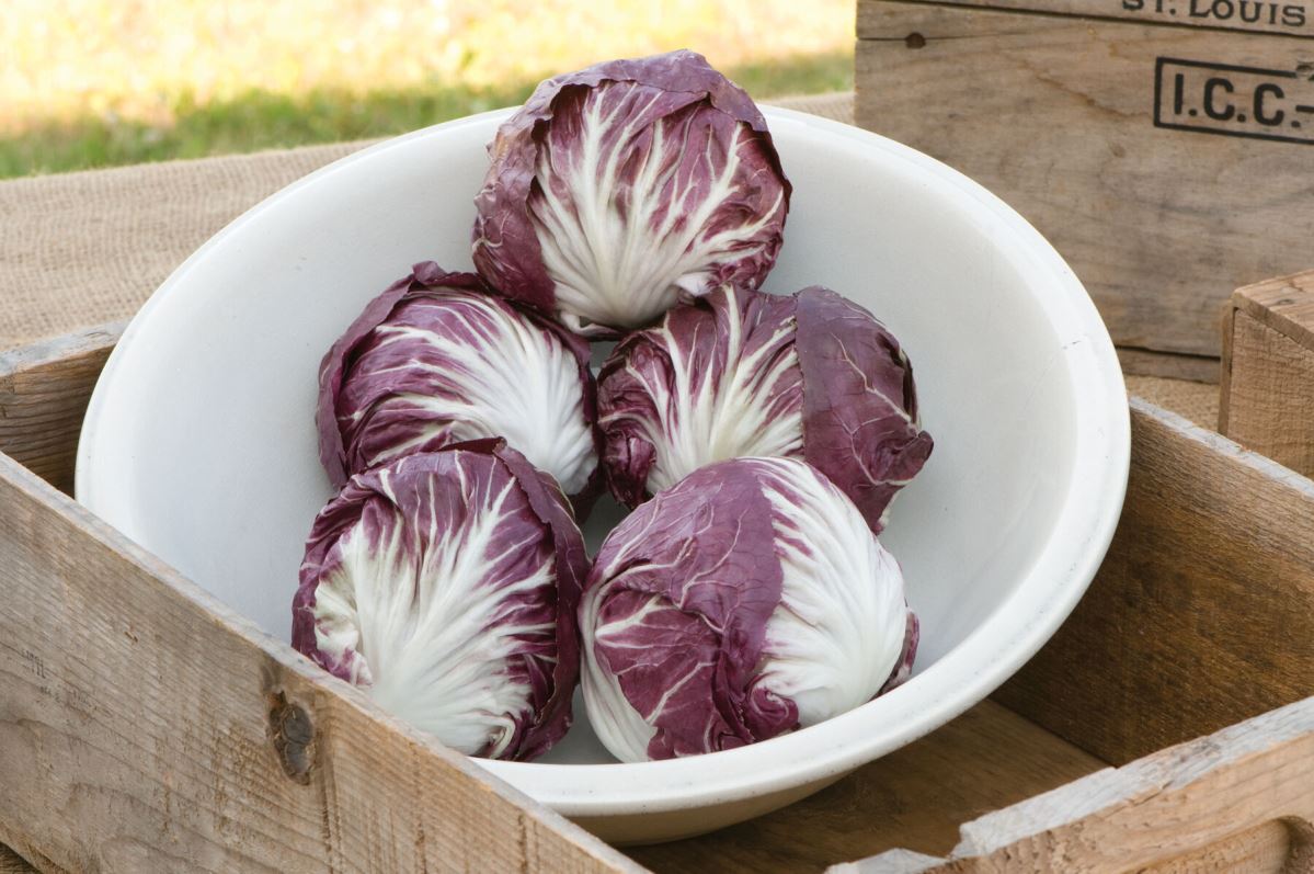 Indigo – Radicchio Seed